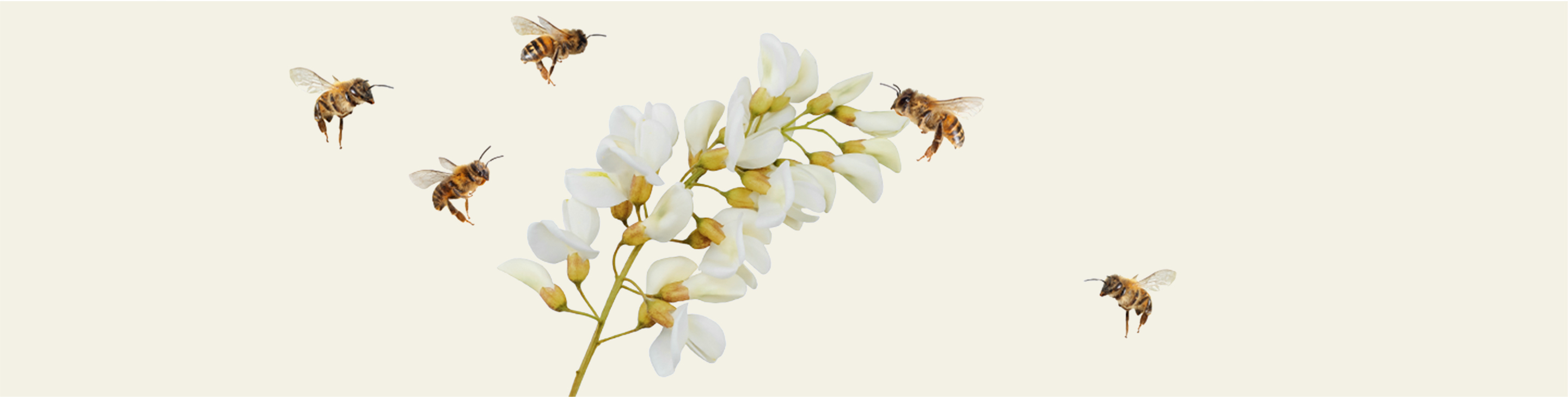 Fiori di acacia con api