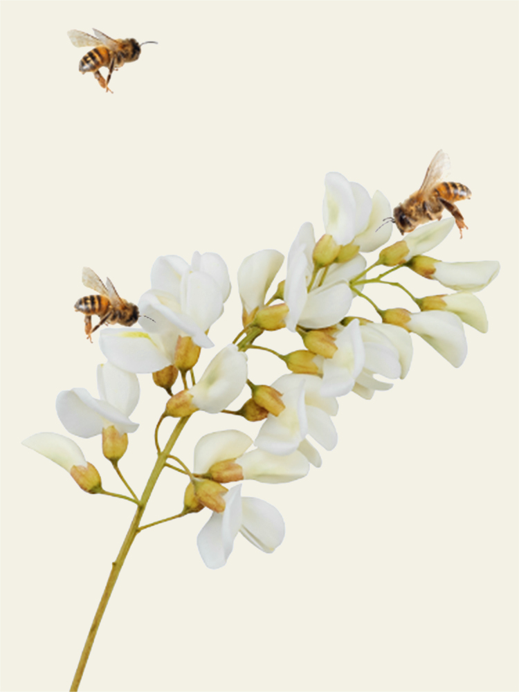 Fiori di acacia con api