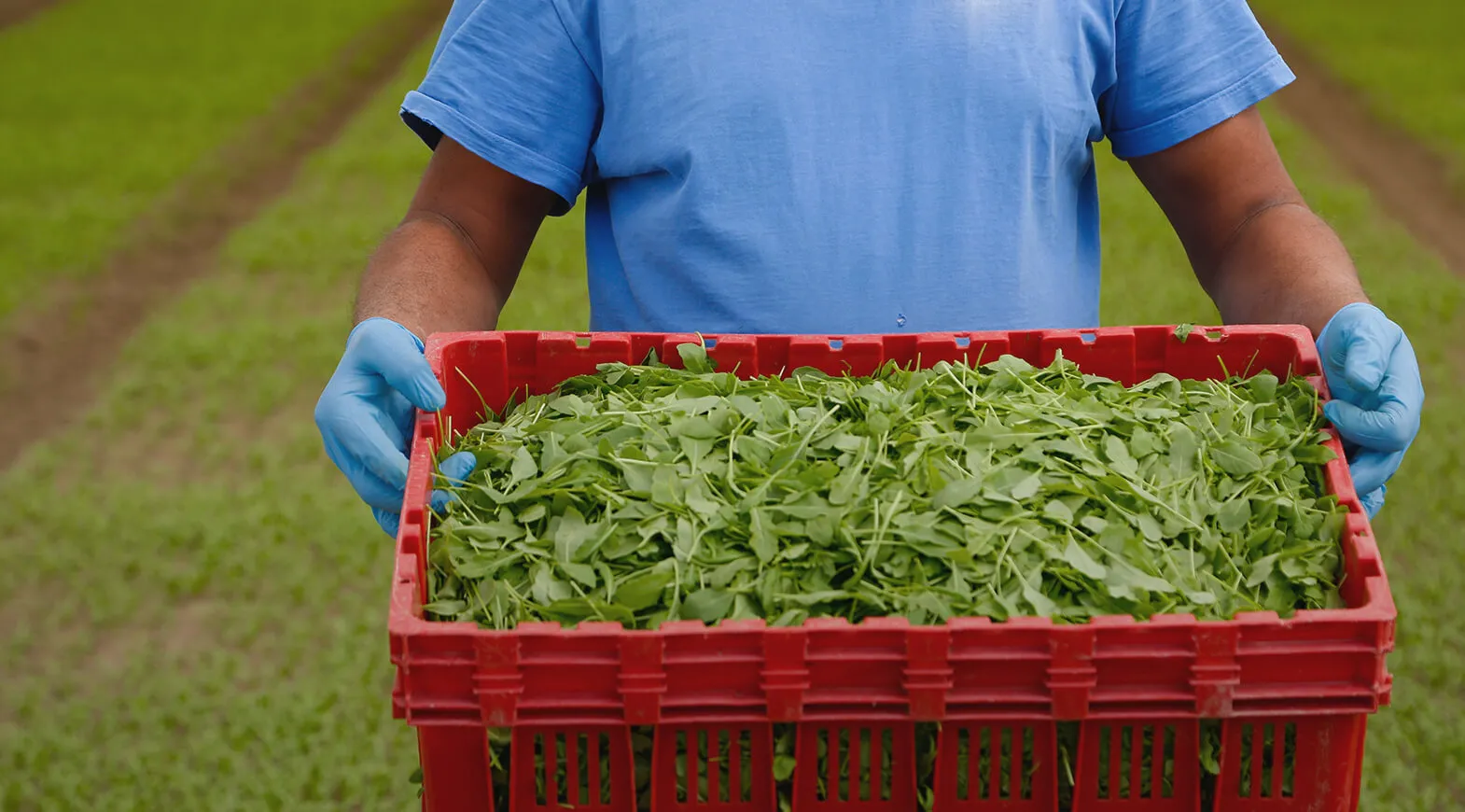 La nostra insalata