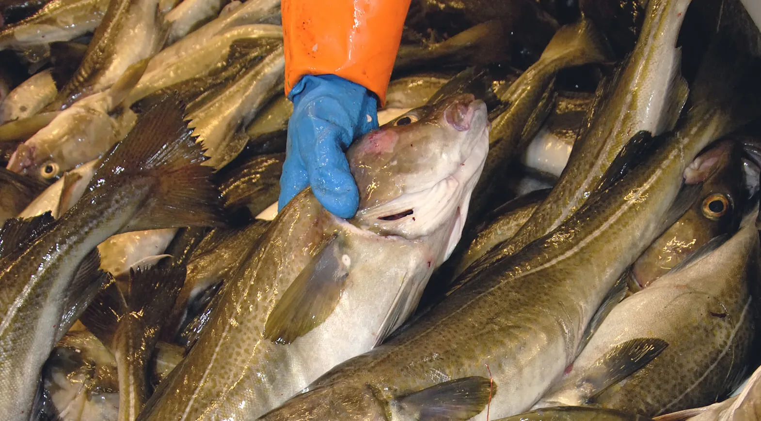 Il nostro pesce