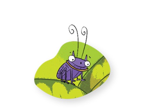 Coleottero