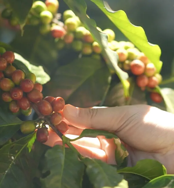 Certificazione Rainforest Alliance