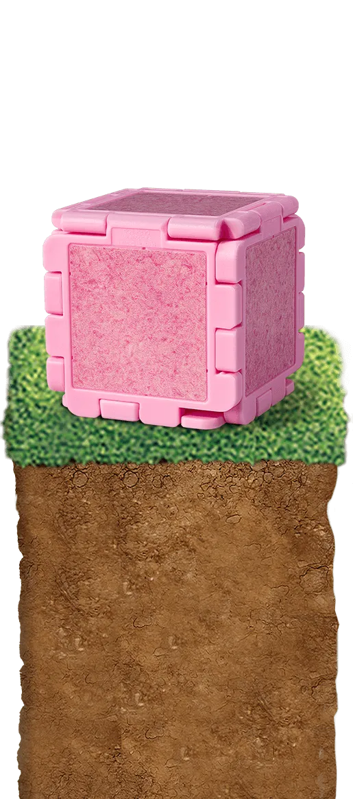 Pink Sheep