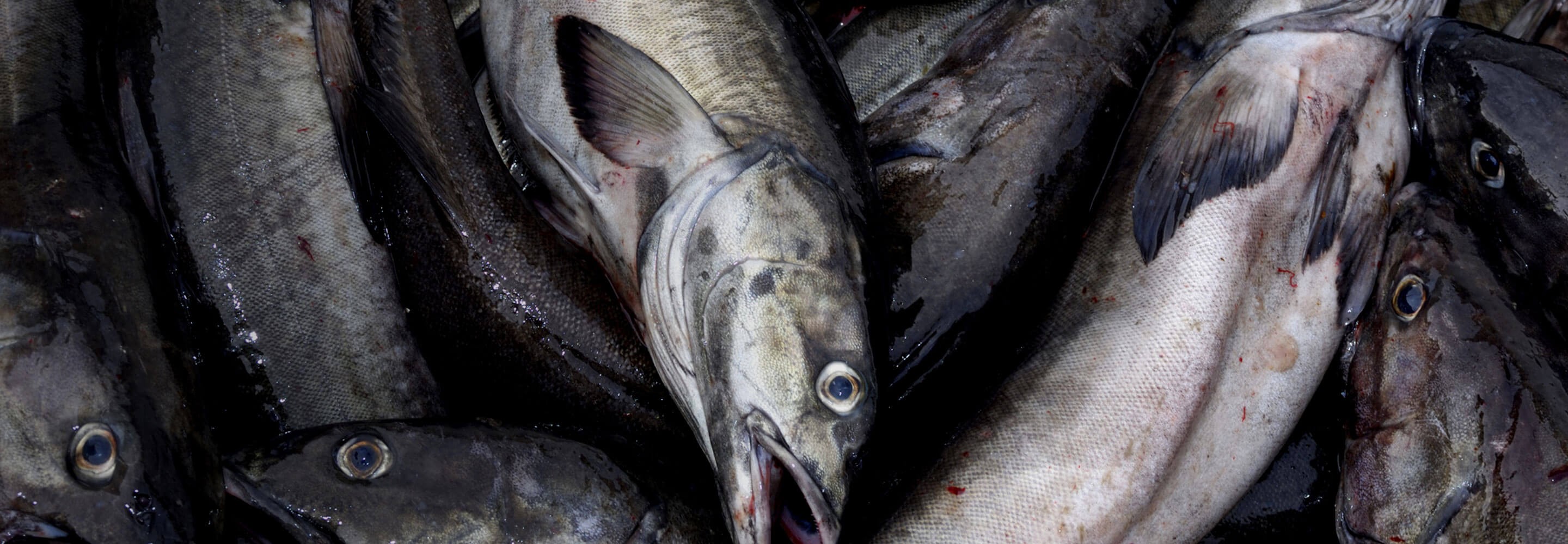 Il pesce