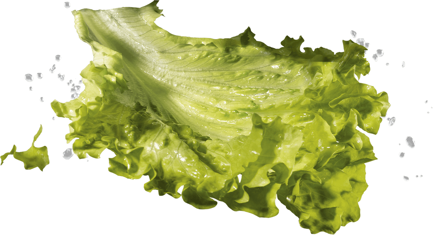 Insalata