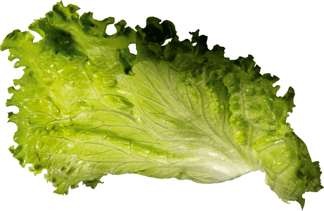 Insalata